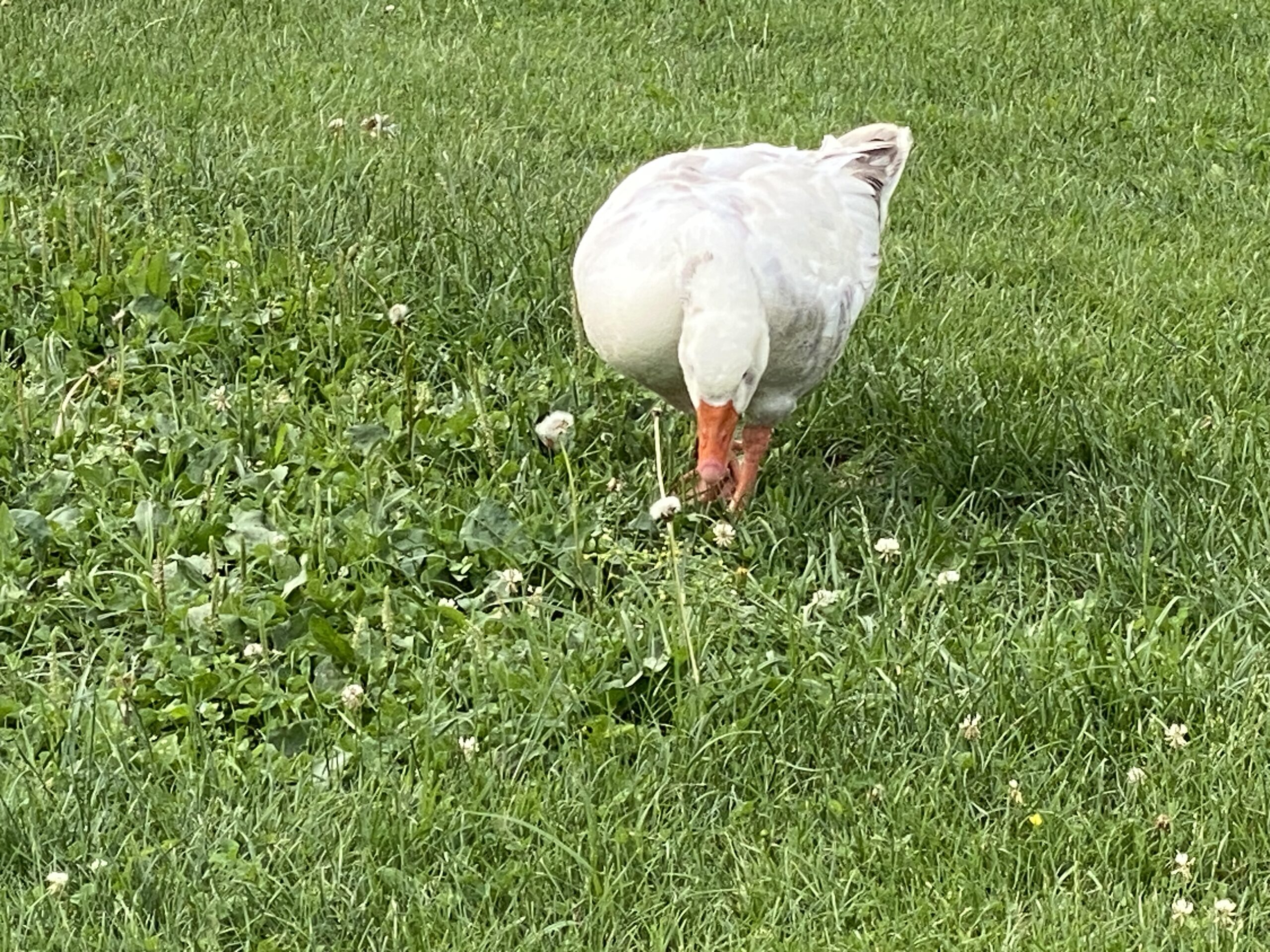 img 3860